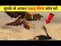 इस पक्षी की क्रूरता आपको हैरान कर देगी (बेरहम शिकारी) | Bird Attacks Part 1 | Secret Sach