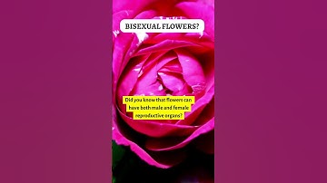 Bisexual Flowers? The Fascinating World of Flowers #nature