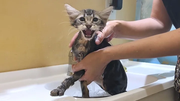 Video 1067621: cute kitten bath first, kitten hates bath, meow bath, bath wash, face kitten