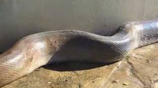 En uzun yilan... Long snake...  Die längste Schlange