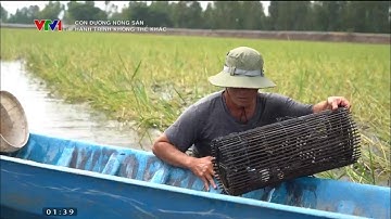 Mô hình nuôi tôm, cá trong ruộng lúa