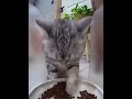 Funny Video:This Cat Eats with Its Paws?!