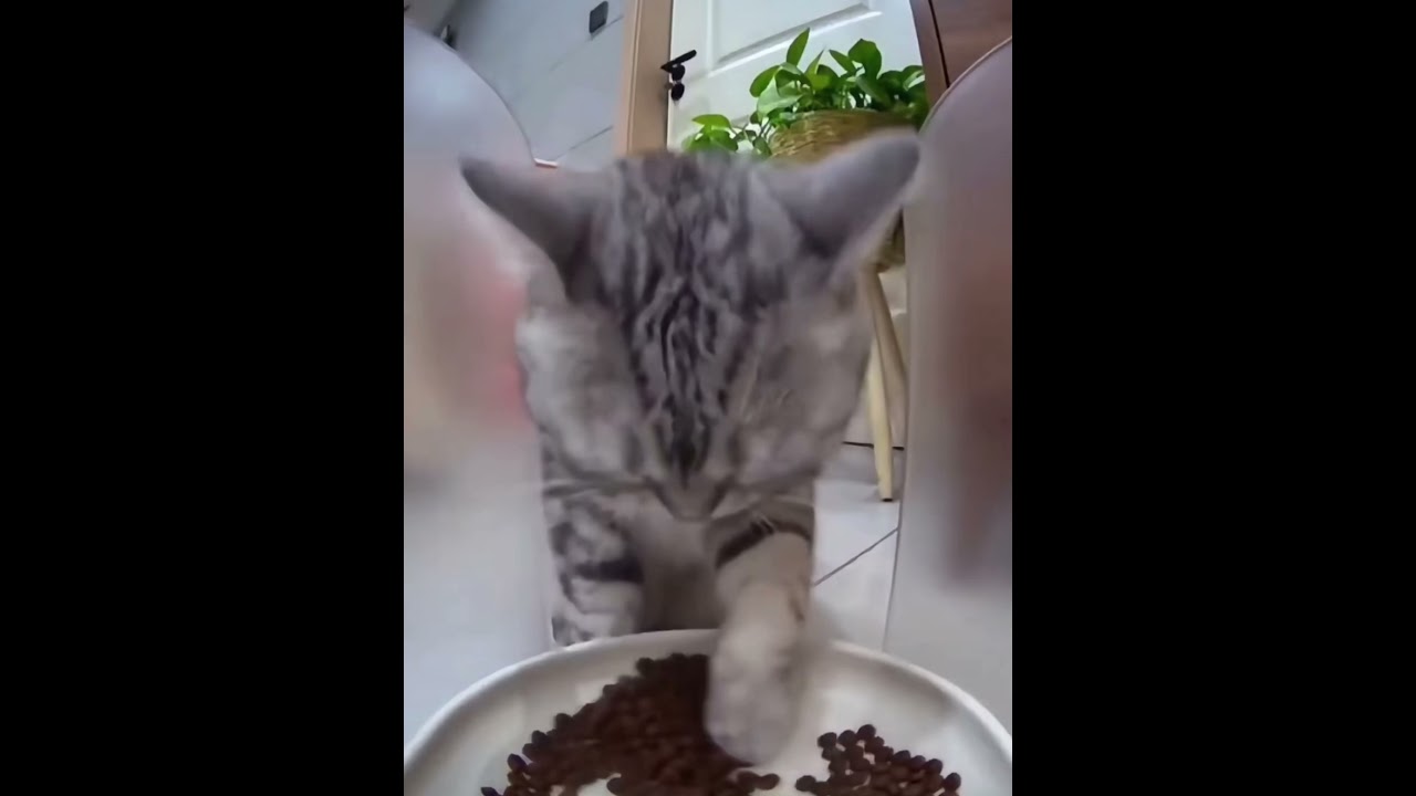 Funny Video:This Cat Eats with Its Paws?!