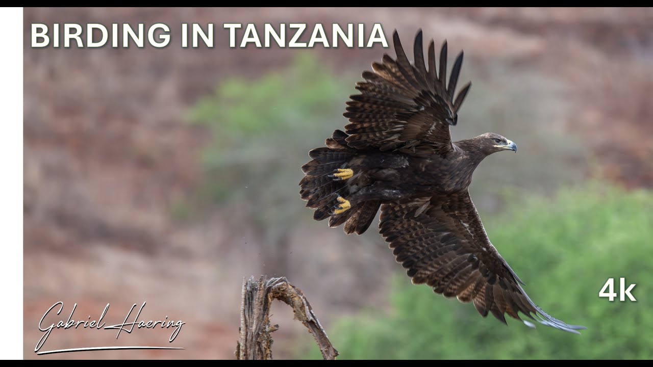 Birdwatching Paradise in 4K: Tanzania’s National Parks Safari | Birds of Mkomazi, Serengeti & More!