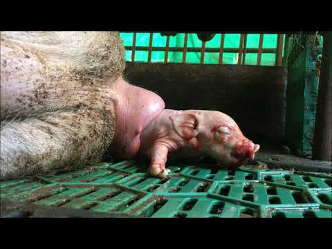 Vídeo: La Niña China Está Cubierta De Pelo, Similar A Las Cerdas De Un Cerdo Salvaje - Vista Alternativa