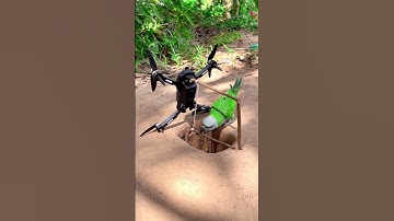 New parrot trap created using drones and holes#shortvideo
