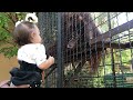 Малышня угощает Дану! Тайган Children and the orangutan! Taigan