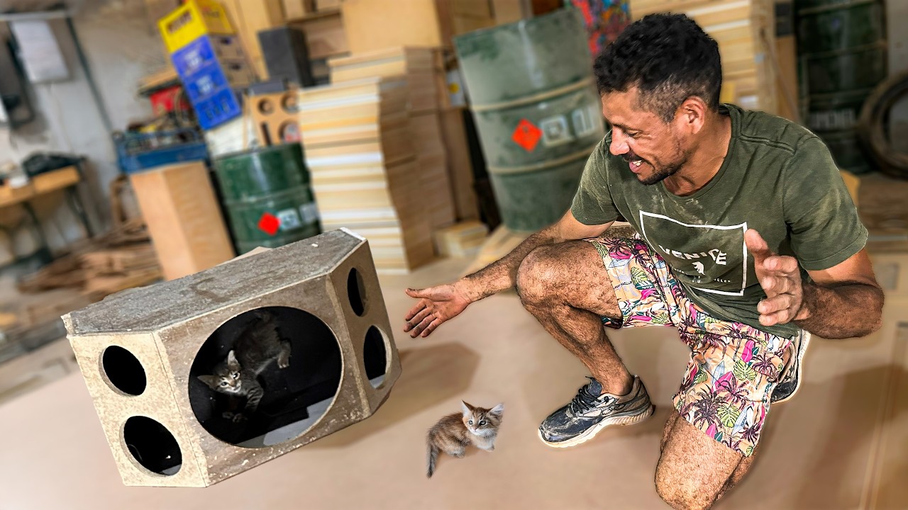 OS FILHOTES DE GATO DA PONTE ASSOMBRADA AGORA TÊM UM LAR…