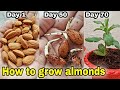 2 Methods to grow almonds tree at home, बादाम घर पर उगाने का तरीका