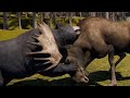 American Black Bear - All prey hunting animation in SLOW MOTION