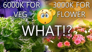 The Truth About Grow Lights | Lets Clear the Confusion