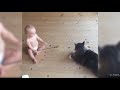 Adorable Babies and Cats Have Fun Time Together   15