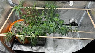 Mainlining Potsquatch Style: 3ish Weeks Update!