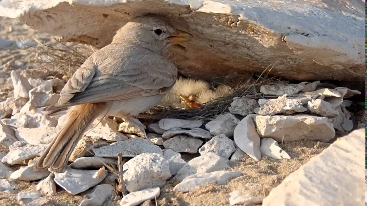 Desert Lark 