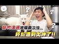 【南瓜PUMPKIN】『寵物溝通🐶』主人的隱私都被看光光！喜歡拍片嗎...？ (薩摩耶Samoyed)