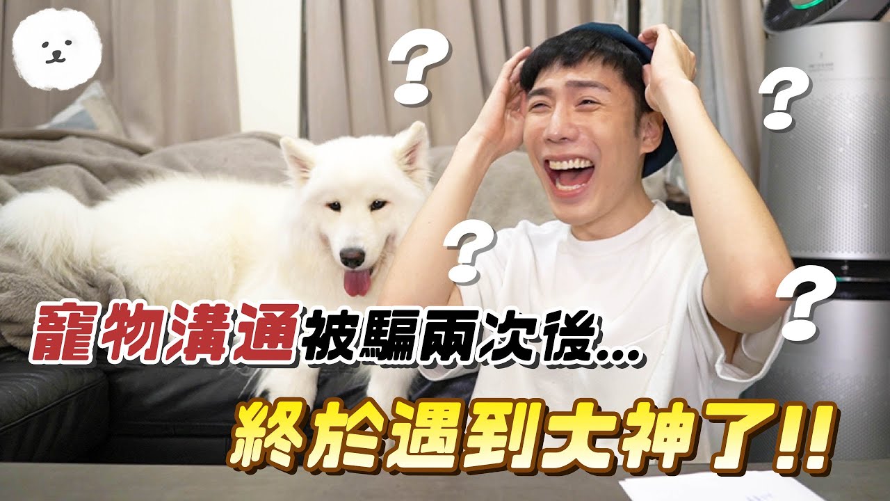 【南瓜PUMPKIN】『寵物溝通🐶』主人的隱私都被看光光！喜歡拍片嗎...？ (薩摩耶Samoyed)