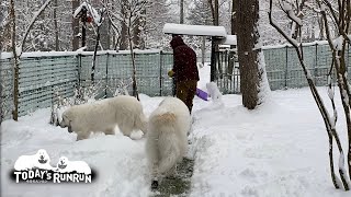 雪の日のお父さんとルンルンとアラン　Great Pyrenees　グレートピレニーズ