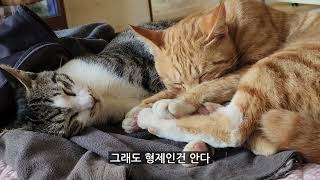 집 나가는 냥이들/이젠 찾으러 안 간다/들어오든지 말든지 난 모른다