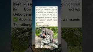 Joy Das Elefantenbaby, Das Eine Neue Familie Fand