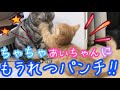 はじめてマンチカンの子猫茶々くんが先住猫あいちゃんに喧嘩を仕掛けた結果… #子猫 #マンチカン