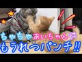 はじめてマンチカンの子猫茶々くんが先住猫あいちゃんに喧嘩を仕掛けた結果... #子猫 #マンチカン