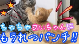 Munchkin kitten vs Americanshorthair first fight