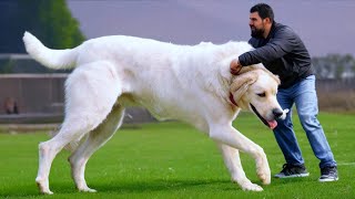 TOP 15 Most expensive dog breeds in the world  | Some Dogs are amazing