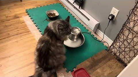 Video 3234191: mainecoon kitties catio, cute fluffy mainecoon kitties, cats pets animals family, cats funny pets animals