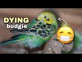 Recognizing the signs of a dying budgie