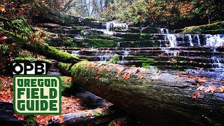 The Devil’s Staircase: A Torturous, Joyous Hike | Oregon Field Guide