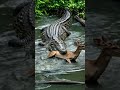 CROCODILE ATTACKS DEER in the Water! Intense Predator vs Prey Battle ​#CrocodileAttack​#DeerAttack​