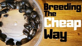 9 Ways To Save Money BREEDING DUBIA ROACHES