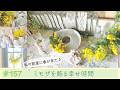vol.157 【ミモザ祭りじゃ〜♪】しょーこちゃんが、お庭のミモザを持って来てくれた♪お部屋に一気に春が来た♡