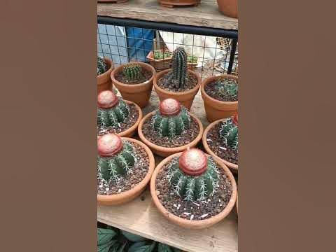 CACTUS SECTION @ BOTANICAL GARDEN BAGUIO CITY - YouTube