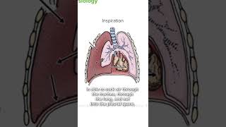 What is a Tension Pneumothorax? | Lecturio Emergency Medicine