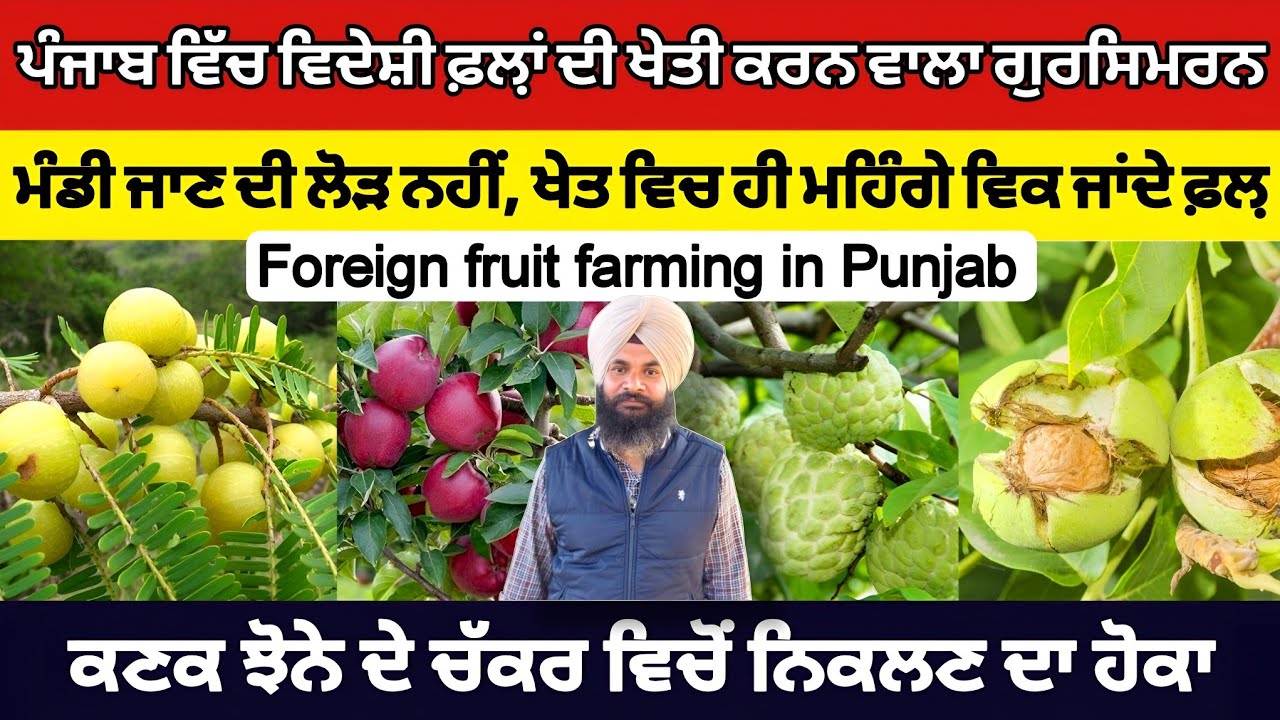 Foreign fruit farming, ਪੰਜਾਬ ਵਿੱਚ ਵਿਦੇਸ਼ੀ ਫ਼ਲ਼ਾਂ ਦੀ ਖੇਤੀ ਕਰਨ ਵਾਲਾ ਗੁਰਸਿਮਰਨ। ਮੰਡੀ ਜਾਣ ਦੀ ਲੋੜ ਨਹੀਂ
