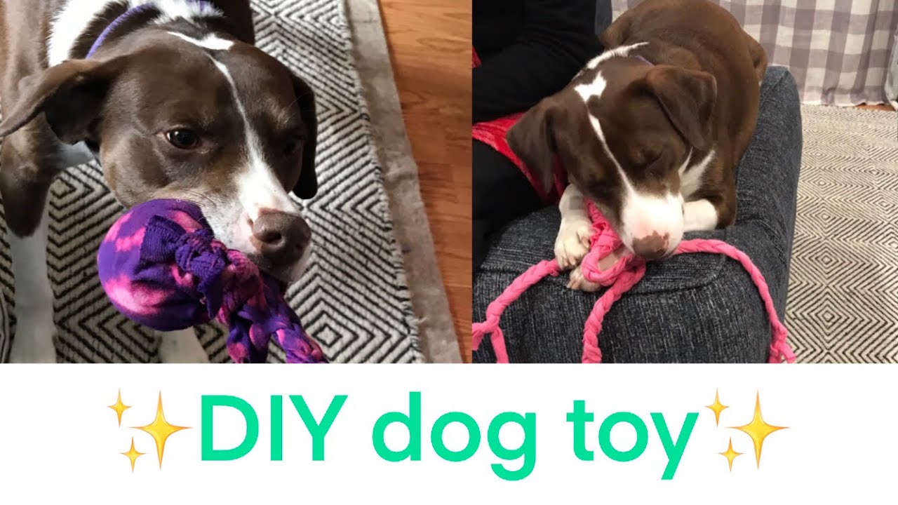 Make a dog toy out of an old T-shirt