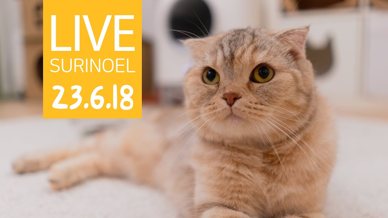 🔴23.6.18 수리노을 LIVE 【SURI&NOEL】 생방송 😺📹