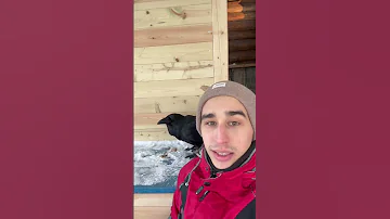 Как ворон открывает орехи #animal #raven #aboutbirds #воронгоша