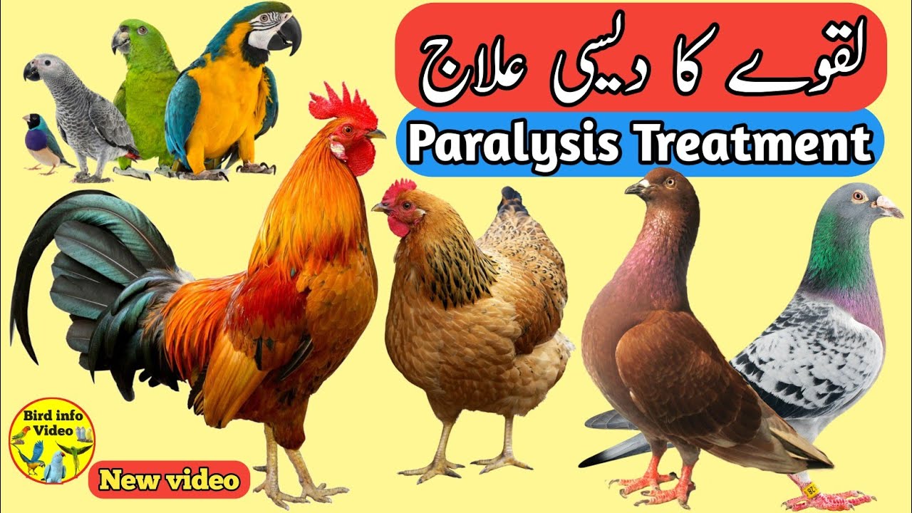 Parrot Hen Pigeon paralysis treatment and medicine birds Murgi