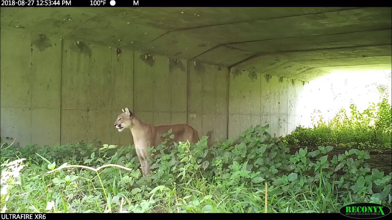 Meanwhile In Florida Panthers Gators And Bears Using Wildlife Crossings Youtube