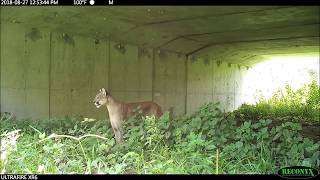 Meanwhile in Florida...panthers, gators and bears using wildlife crossings