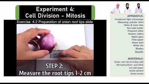 [SDS] EXPERIMENT 4 : Cell Division