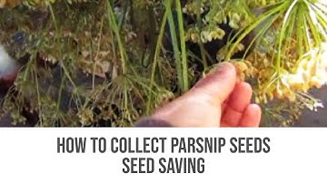 How to Collect Parsnip Seeds - Seed Saving