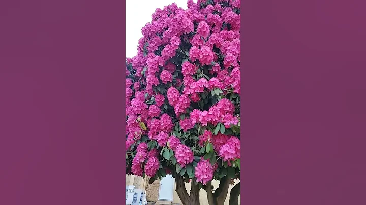 The biggest Rhododendron tree ever 🌺 - DayDayNews