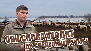 Начали отправлять лошадей в поля на самообеспечение/ Разведение башкирской породы лошадей