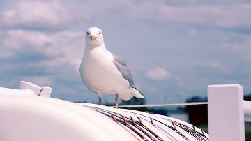 Video Header Website