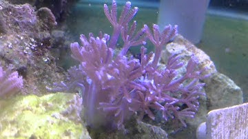 Pulsing Xenia