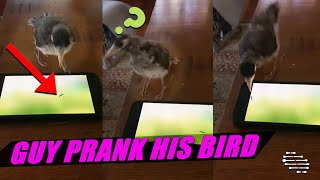 Guy Put On an Ant YouTube Video to Prank His Pet Bird