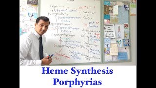 Heme synthesis and Porphyria